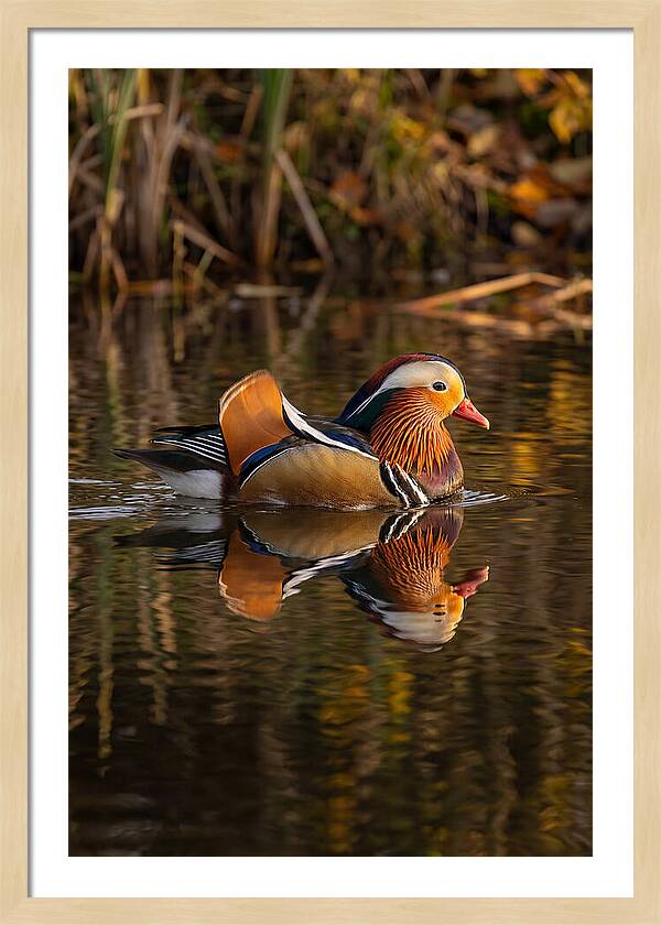 Mandarin Duck Gliding Gracefully