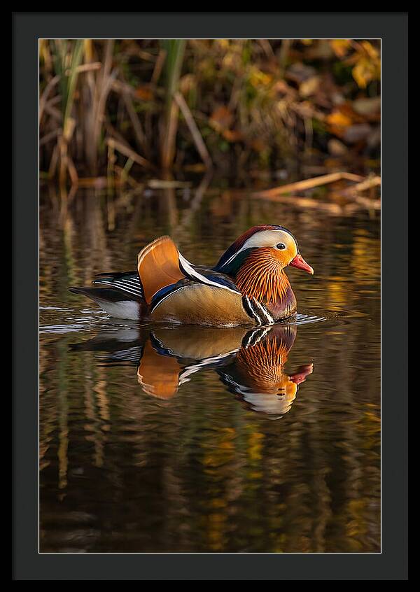 Mandarin Duck Gliding Gracefully