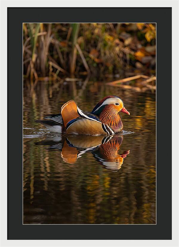 Mandarin Duck Gliding Gracefully