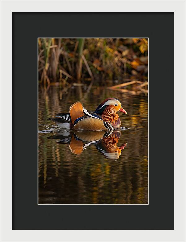 Mandarin Duck Gliding Gracefully