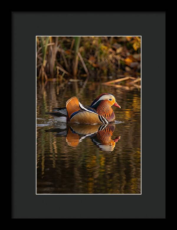 Mandarin Duck Gliding Gracefully
