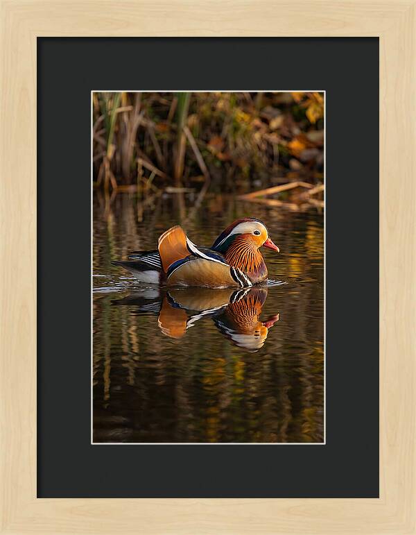 Mandarin Duck Gliding Gracefully