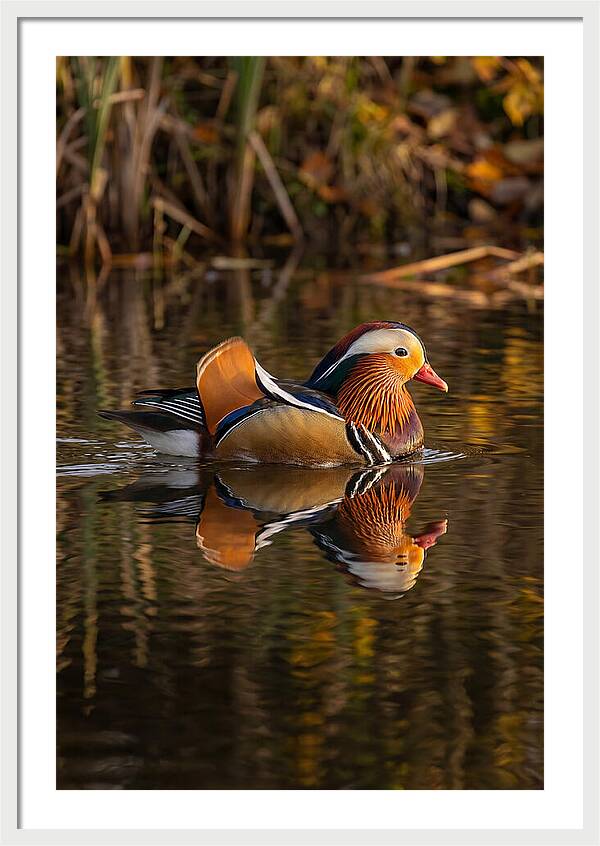 Mandarin Duck Gliding Gracefully