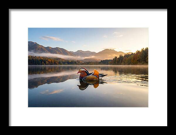 Mandarin Duck Gliding Through Serenity