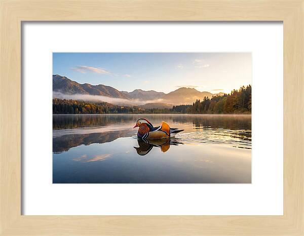 Mandarin Duck Gliding Through Serenity