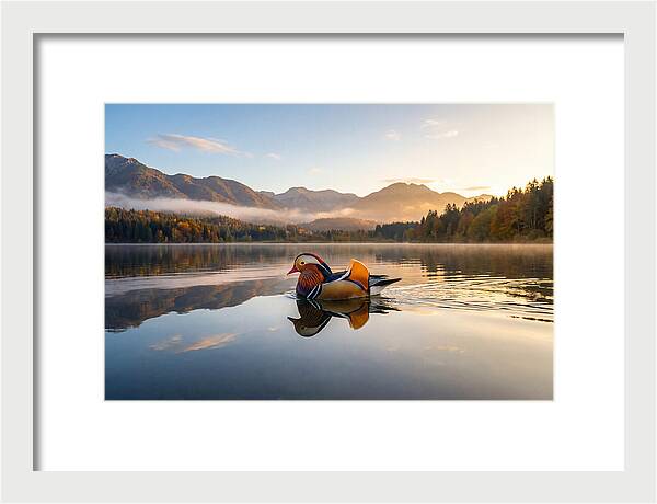 Mandarin Duck Gliding Through Serenity