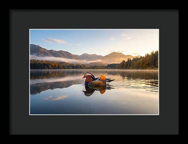 Mandarin Duck Gliding Through Serenity
