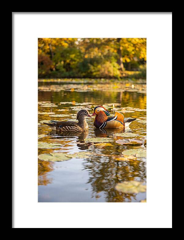 Mandarin Duck Pair On Pond