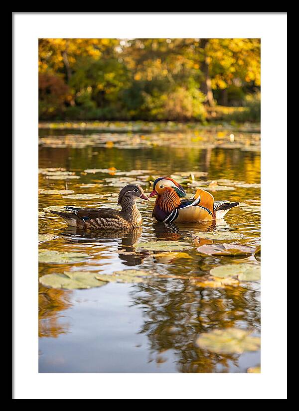Mandarin Duck Pair On Pond