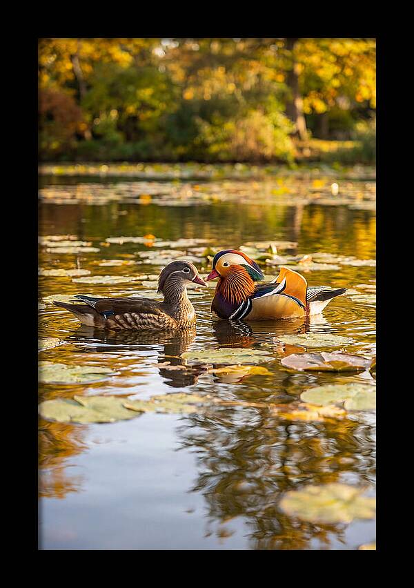 Mandarin Duck Pair On Pond