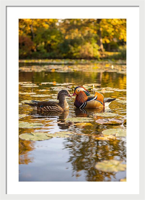 Mandarin Duck Pair On Pond