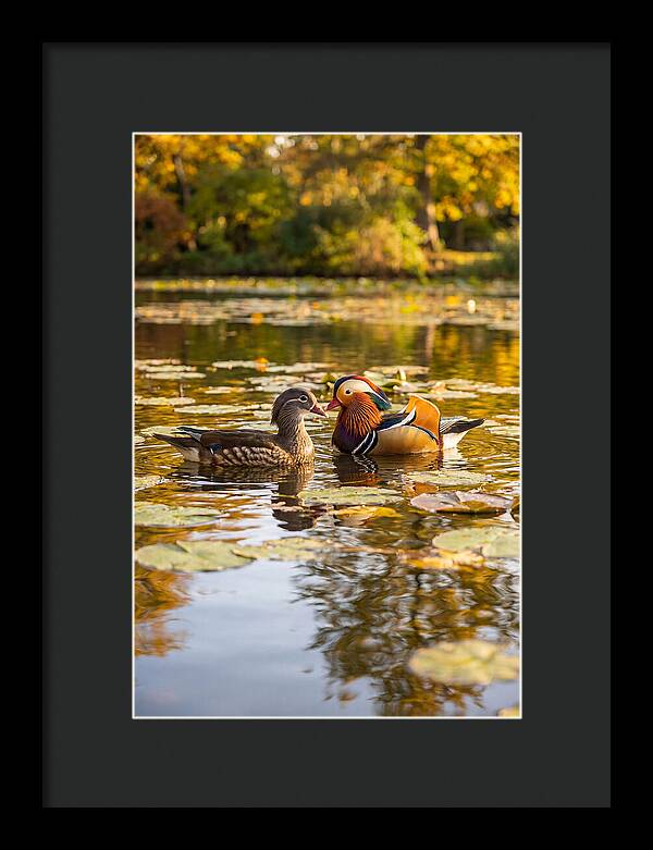 Mandarin Duck Pair On Pond