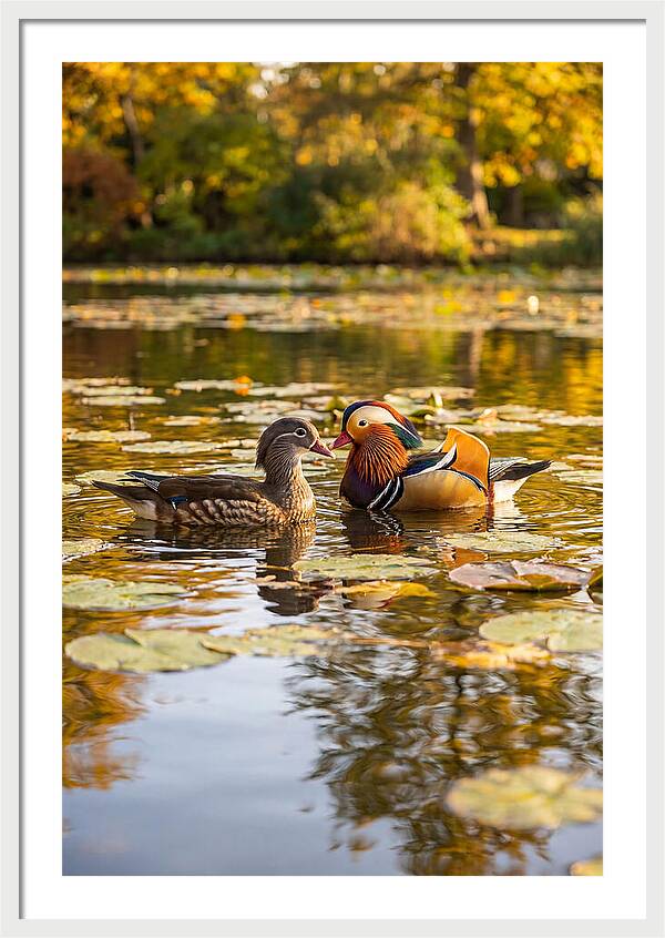 Mandarin Duck Pair On Pond