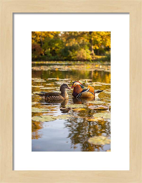 Mandarin Duck Pair On Pond