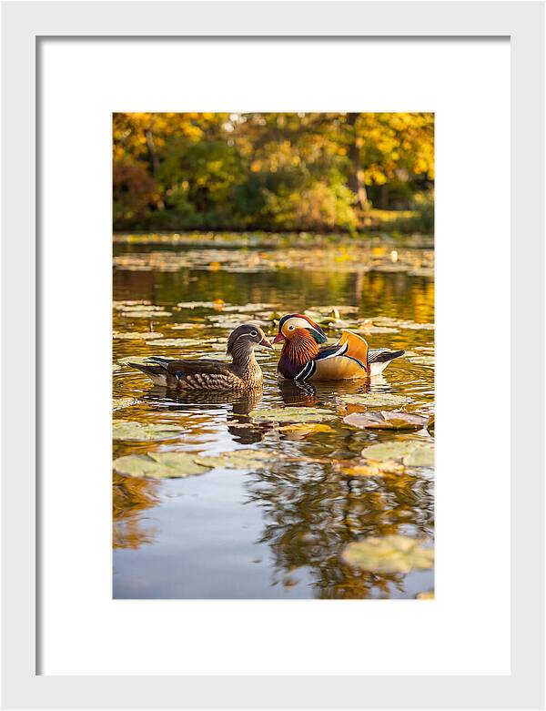 Mandarin Duck Pair On Pond