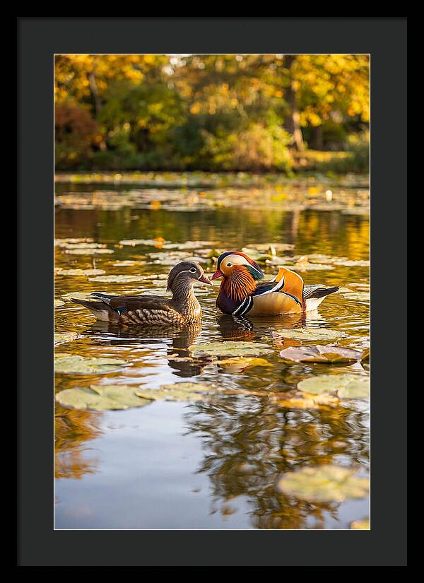 Mandarin Duck Pair On Pond