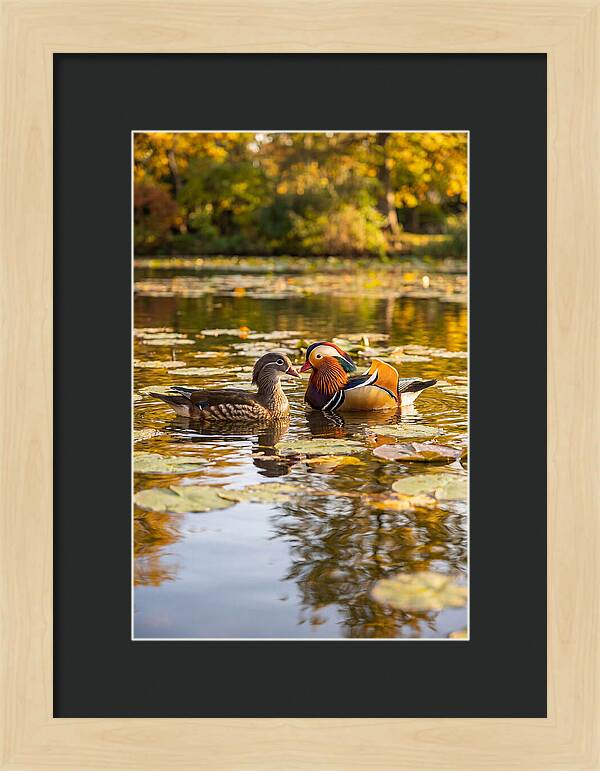 Mandarin Duck Pair On Pond