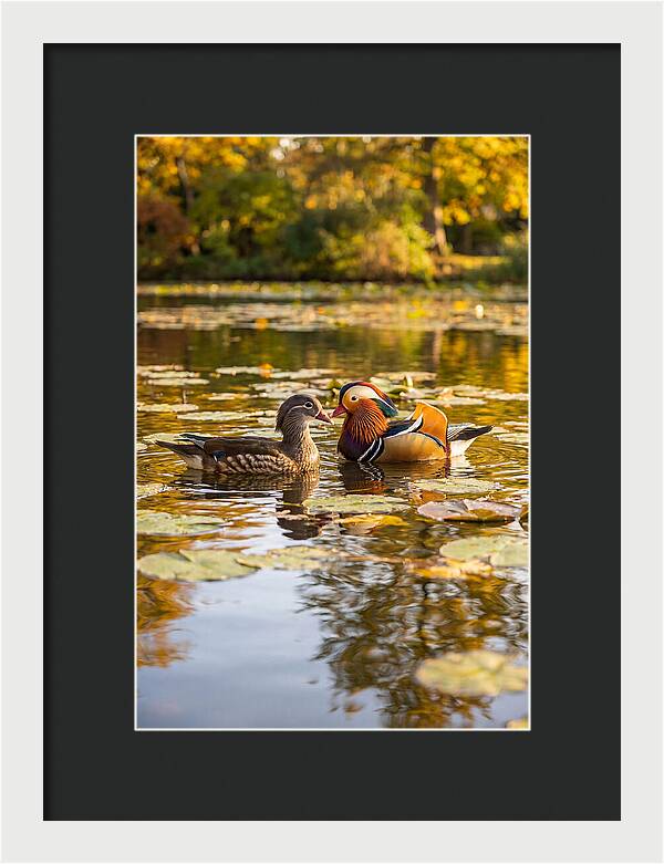 Mandarin Duck Pair On Pond