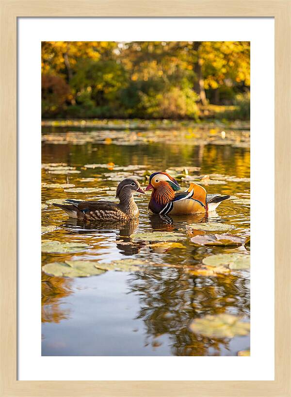 Mandarin Duck Pair On Pond