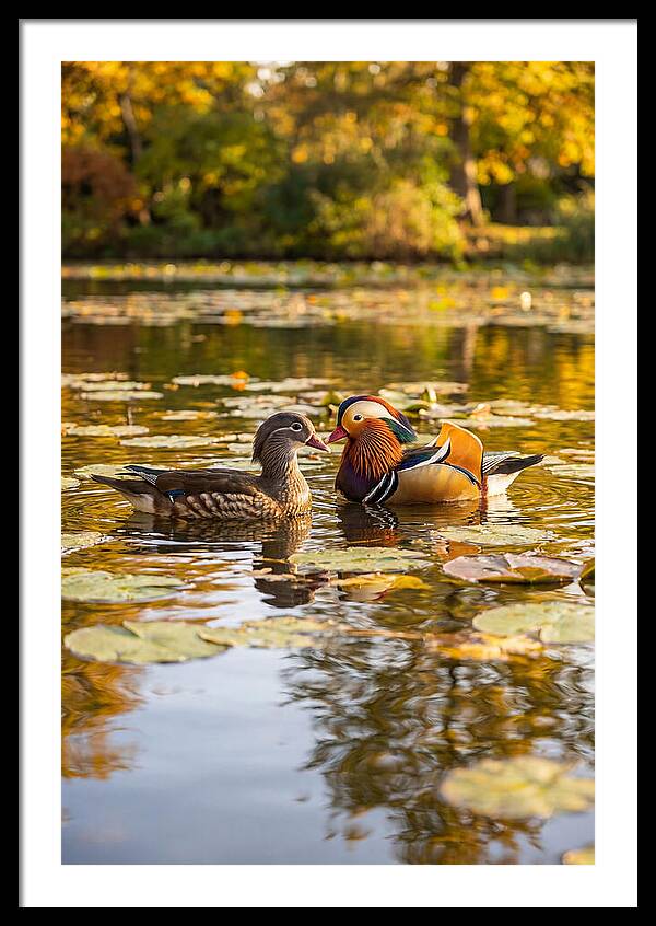 Mandarin Duck Pair On Pond