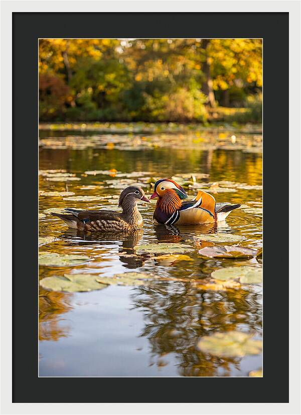 Mandarin Duck Pair On Pond