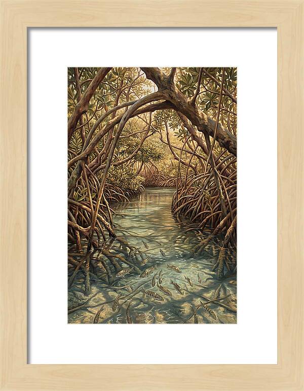 Mangrove Channel Serenity