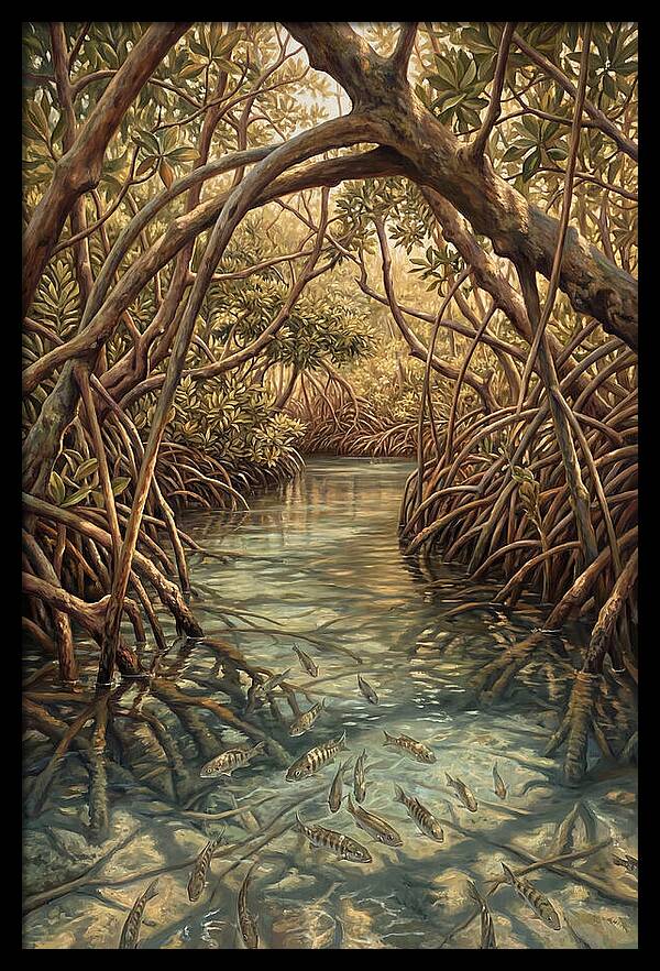 Mangrove Channel Serenity