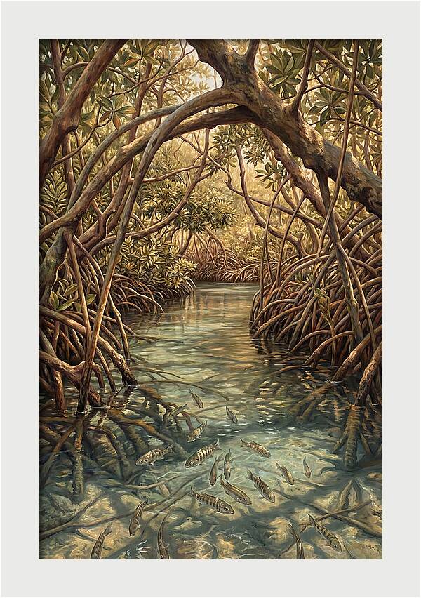 Mangrove Channel Serenity