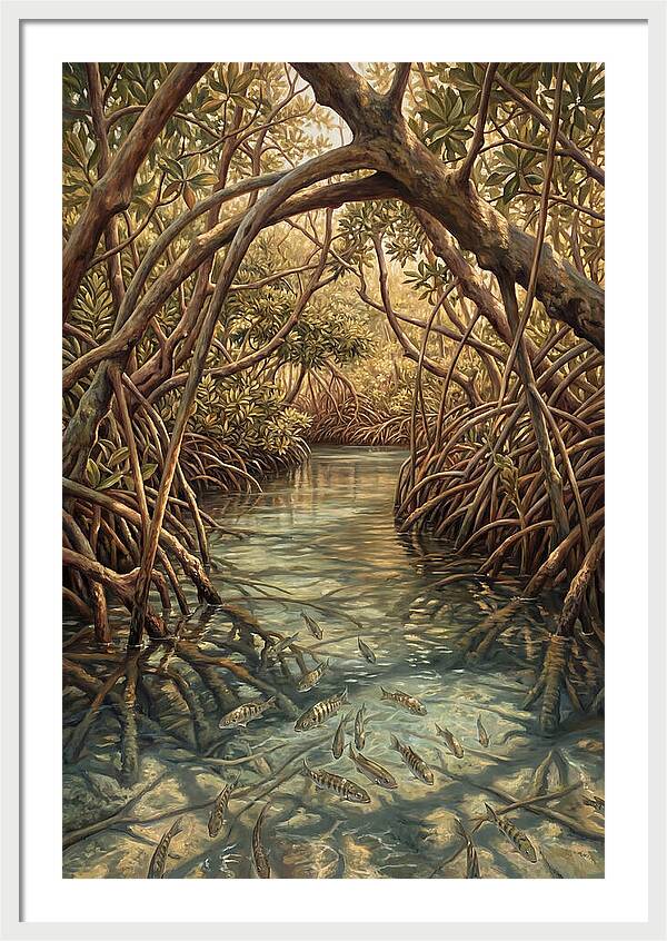 Mangrove Channel Serenity