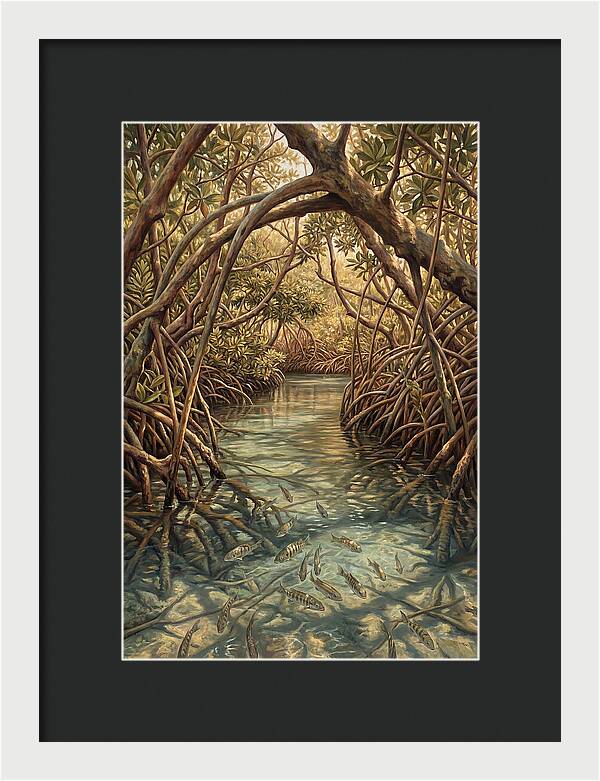 Mangrove Channel Serenity
