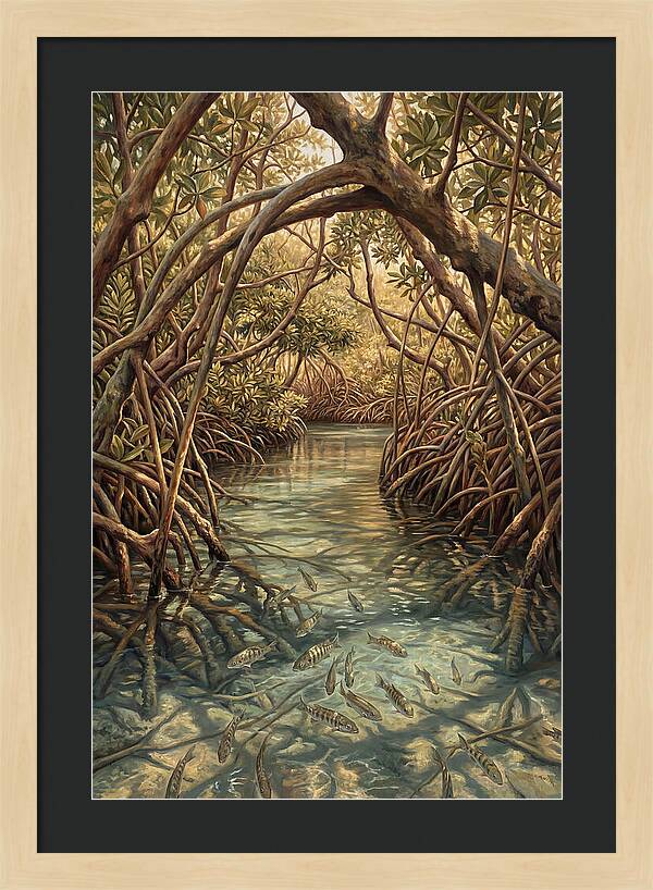 Mangrove Channel Serenity