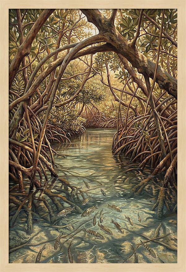 Mangrove Channel Serenity