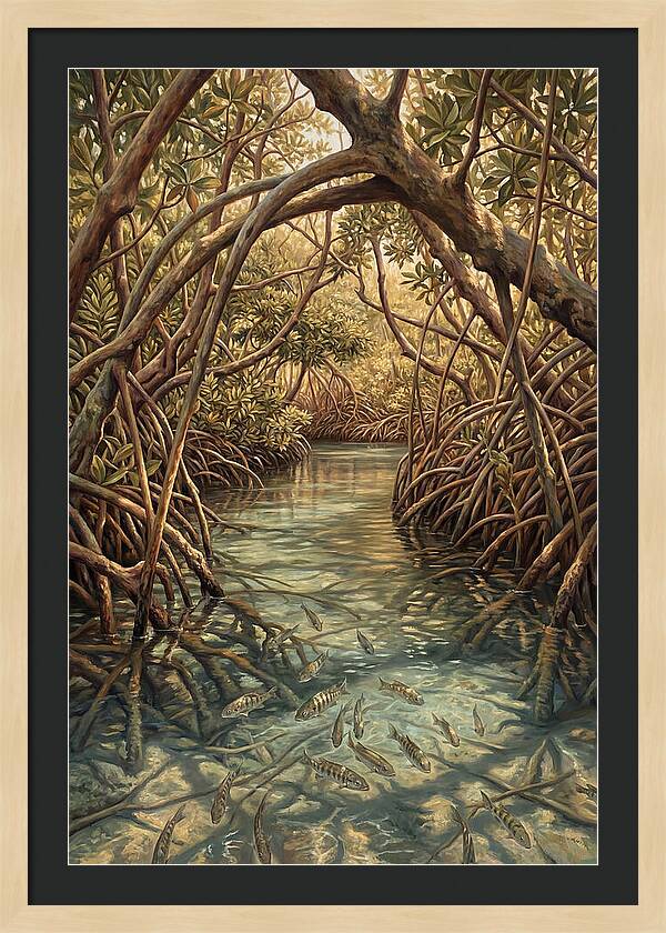 Mangrove Channel Serenity