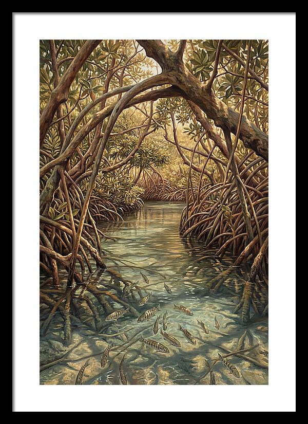 Mangrove Channel Serenity