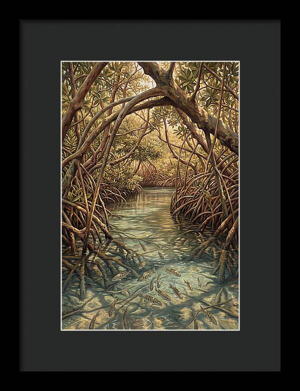Mangrove Channel Serenity