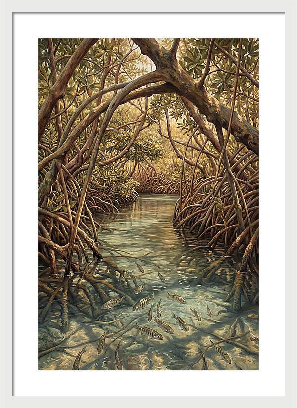 Mangrove Channel Serenity