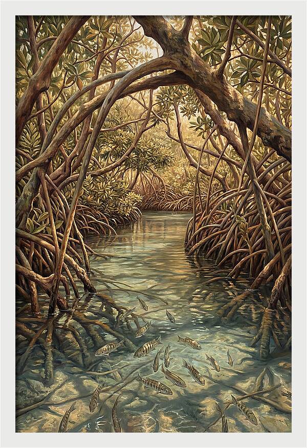 Mangrove Channel Serenity