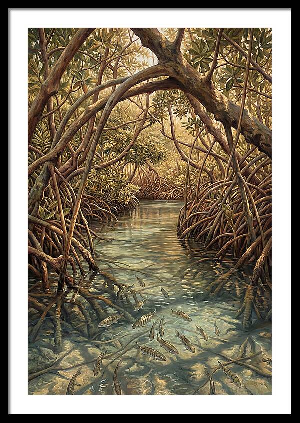 Mangrove Channel Serenity