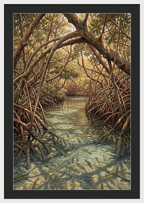 Mangrove Channel Serenity