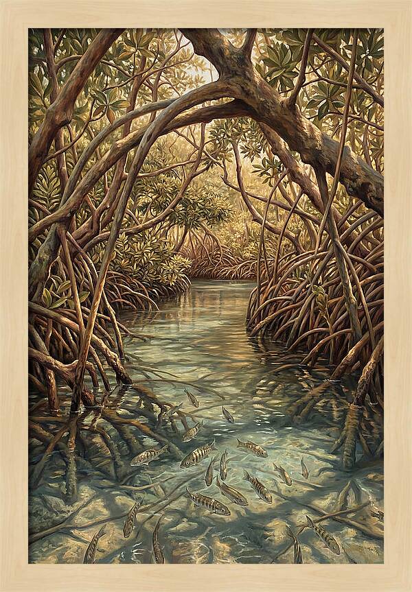 Mangrove Channel Serenity