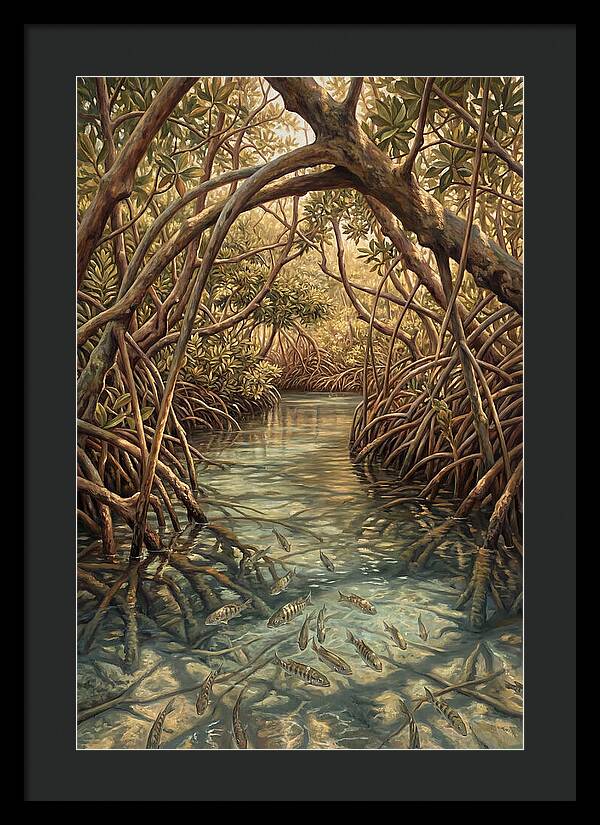 Mangrove Channel Serenity