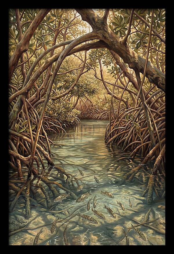 Mangrove Channel Serenity