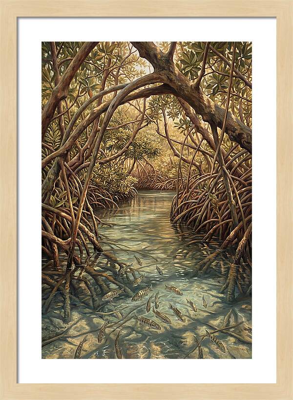 Mangrove Channel Serenity