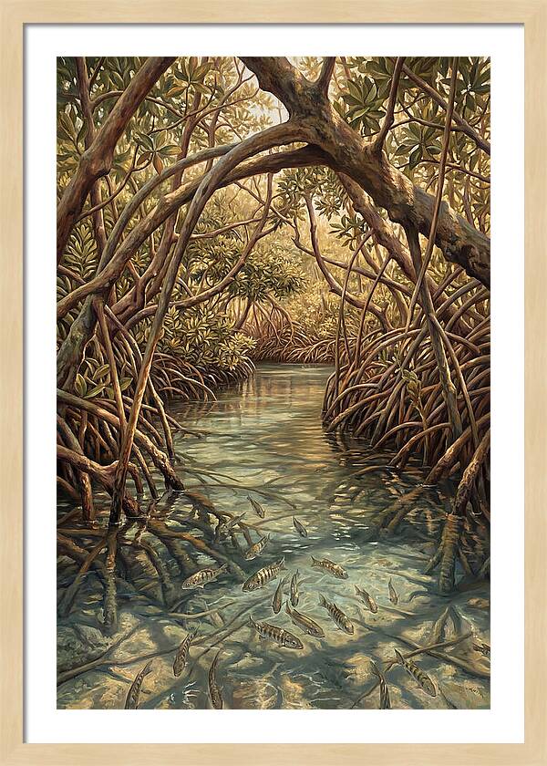 Mangrove Channel Serenity