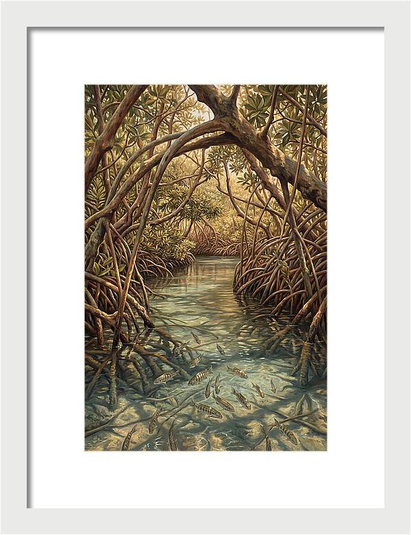 Mangrove Channel Serenity