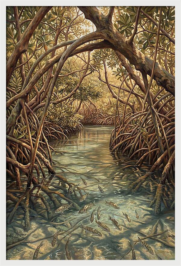 Mangrove Channel Serenity
