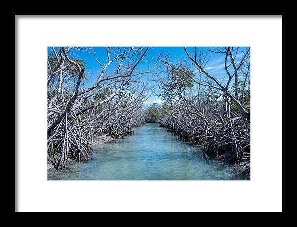 Mangrove Kayak Trail Adventure
