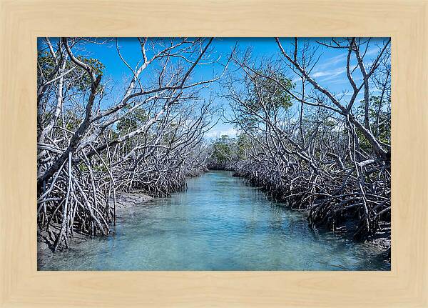 Mangrove Kayak Trail Adventure
