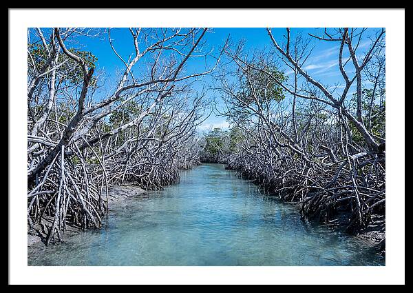 Mangrove Kayak Trail Adventure