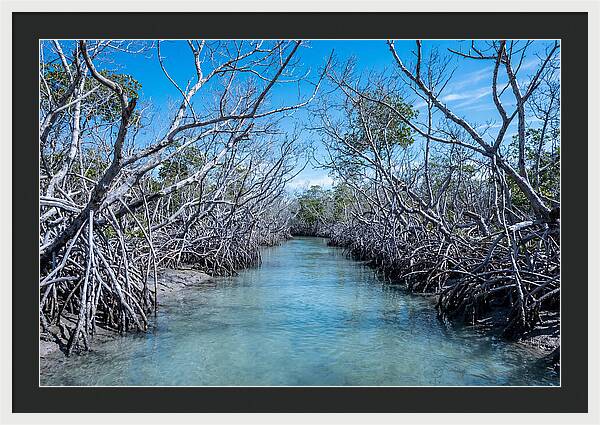 Mangrove Kayak Trail Adventure